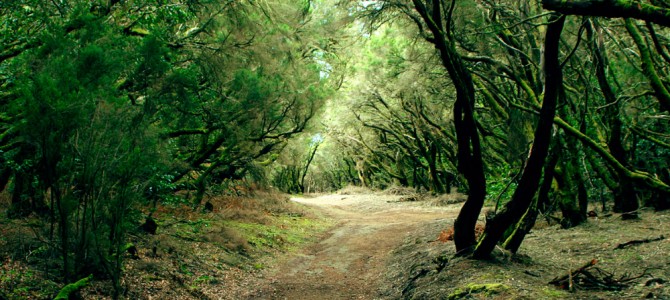 Parque Nacional de Garajonay